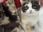 Calico Ragdoll mix - Ragdoll Kitten For Sale - 