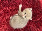 Felix - British Shorthair Kitten For Sale - Phoenix, AZ, US