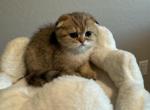 Tiger - Scottish Fold Kitten For Sale - Phoenix, AZ, US