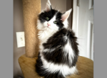 Carl - Maine Coon Kitten For Sale - Marlton, NJ, US