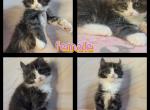 Large Female - Maine Coon Kitten For Sale - Monroe, MI, US