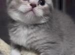 Baby Boy G1 RESERVED - Scottish Fold Kitten For Sale - Cape Coral, FL, US