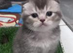 Baby Boy G1 - Scottish Fold Kitten For Sale - 