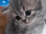 Baby Boy G3 - Scottish Straight Kitten For Sale - 