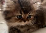 Baby Girl V4 - Scottish Straight Kitten For Sale - Cape Coral, FL, US