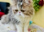 Barbie of Towercastle - Persian Kitten For Sale - 