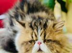 Tinkerbell of Towercastle - Persian Kitten For Sale - West Palm Beach, FL, US