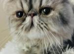 Clark of Towecastle - Persian Kitten For Sale - West Palm Beach, FL, US