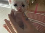 Lacey - Domestic Kitten For Sale - 