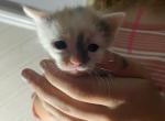 Lady - Domestic Kitten For Sale - 