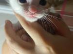 Lilly - Domestic Kitten For Sale - Farmington, CT, US