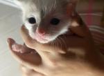 Layla - Domestic Kitten For Sale - 