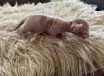 Izak - Minskin Kitten For Sale - Purdy, MO, US