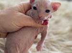 Indy - Minskin Kitten For Sale - Purdy, MO, US