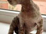 Marcus - Devon Rex Kitten For Sale - Brooklyn, NY, US