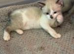 Snowshoe Bandit Oct 24 MANX - Snowshoe Kitten For Sale