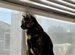 Athena - Domestic Cat For Sale - Austin, TX, US