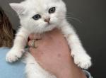 Snowball - British Shorthair Kitten For Sale - New Park, PA, US