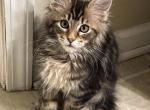 Mittens polydactyl - Maine Coon Kitten For Sale - New Park, PA, US