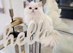 Twinkle - Persian Kitten For Sale - Discovery Bay, CA, US