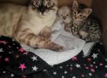 Exotic Bengal Kittens - Bengal Kitten For Sale - MA, US