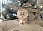 Scottish Fold grey girl - Scottish Fold Kitten For Sale - Orlando, FL, US