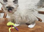 Shadow - Ragdoll Kitten For Sale - Shawnee, OK, US