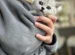 Nalla kitties - Scottish Straight Kitten For Sale - 