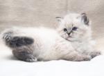 Isha - Siberian Kitten For Sale - Brooklyn, NY, US