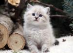 Indra - Siberian Kitten For Sale - Brooklyn, NY, US