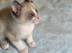 Snows little rascals - Snowshoe Kitten For Sale - Moneta, VA, US