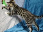 Half Bengal Rescue Kitten - Bengal Kitten For Sale - 