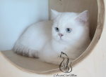 Melissa - Scottish Fold Kitten For Sale - GA, US