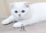 Casper - Scottish Fold Kitten For Adoption - GA, US