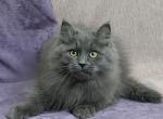 Dendi - Siberian Kitten For Sale - Norwalk, CT, US