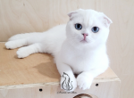 Bella - Scottish Fold Kitten For Adoption - GA, US