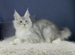 Optimist - Maine Coon Kitten For Sale - Miami, FL, US