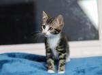 Maki Half Bengal Rescue - Bengal Kitten For Sale - 