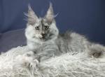 Olimpia - Maine Coon Kitten For Sale - Hollywood, FL, US