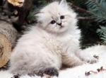 Idit - Siberian Kitten For Sale - Brooklyn, NY, US