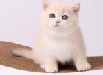 Oskar - British Shorthair Kitten For Sale - Brooklyn, NY, US