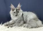 Odisseya - Maine Coon Kitten For Sale - Hollywood, FL, US