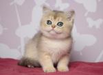 Uno - British Shorthair Kitten For Sale - Brooklyn, NY, US