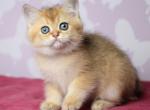 Ups - British Shorthair Kitten For Sale - Brooklyn, NY, US