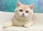 Dambo - British Shorthair Kitten For Sale - Brooklyn, NY, US