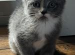 Rada - Scottish Straight Kitten For Sale - Clackamas, OR, US