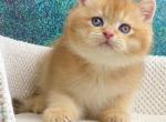 Fantik - British Shorthair Kitten For Sale - Brooklyn, NY, US