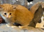 Twitty Bird - Norwegian Forest Kitten For Sale - Arpin, WI, US