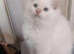 Flame Male Ragdoll - Ragdoll Kitten For Sale - Holliston, MA, US