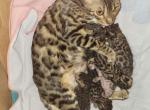 Benny  Jadis - Bengal Kitten For Sale - Lincoln, NE, US